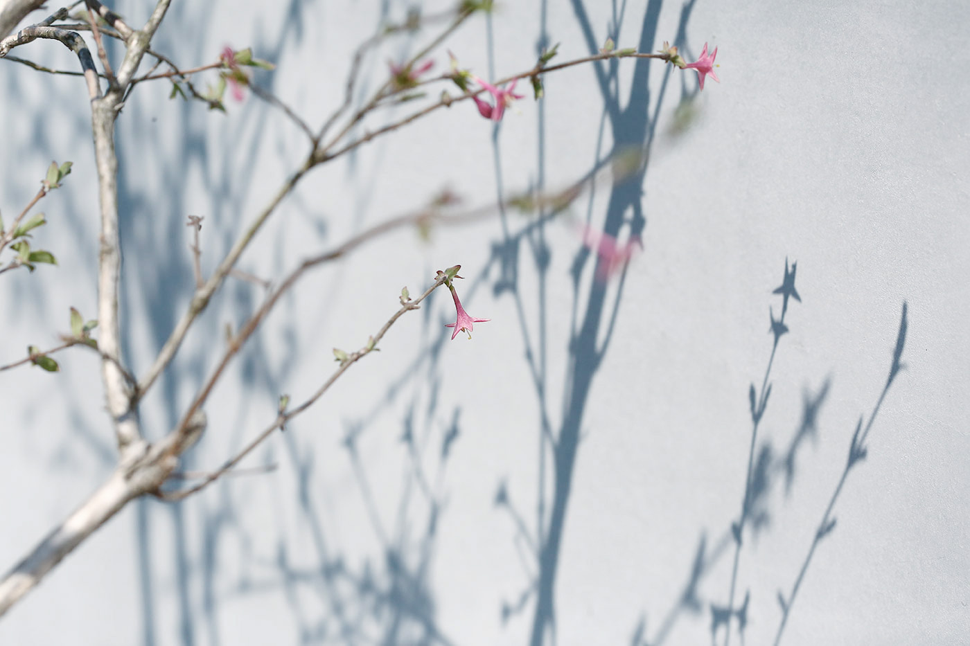 自然の中でゆったりと懐かしさや安心感を感じれる写真