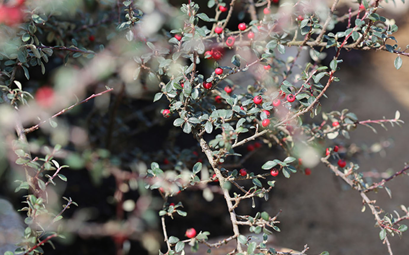 綺麗な木の実、自然を感じる